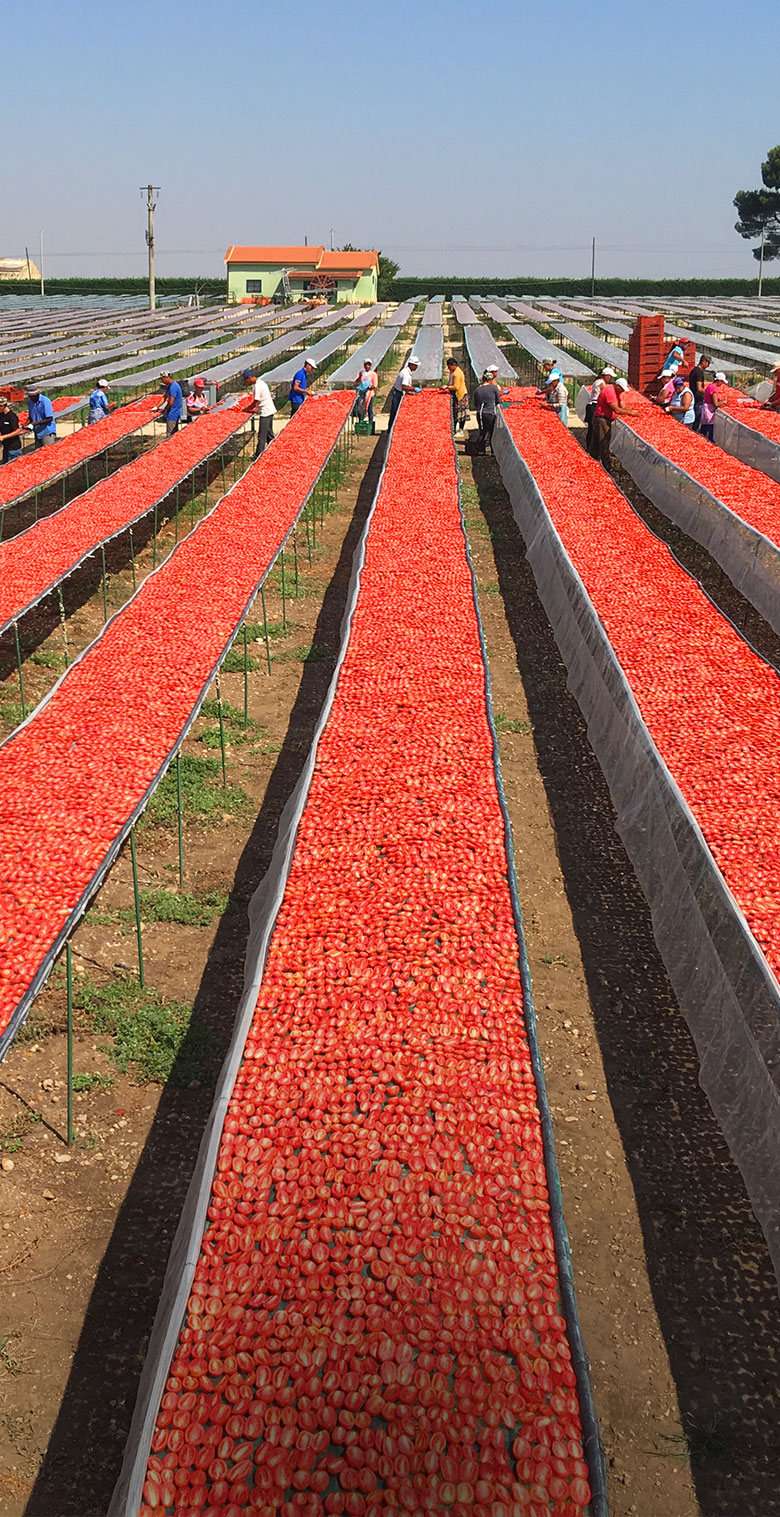 fiordelisi produzione pomodori secchi